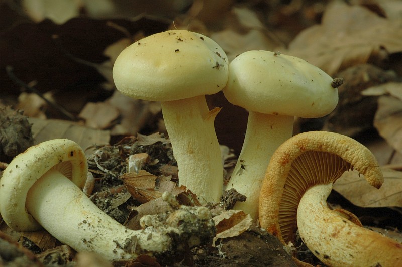 Tricholoma acerbum (door Evert Ruiter)