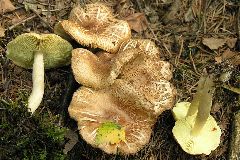 Tricholoma aestuans (door Robbert Vlagsma)