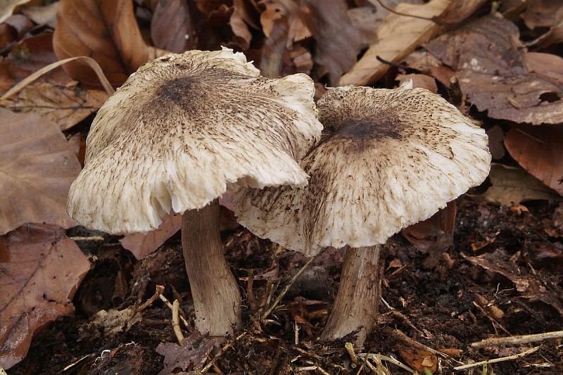 Tricholoma atrosquamosum sl, incl. squarrulosum (door Marjon van der Vgte)