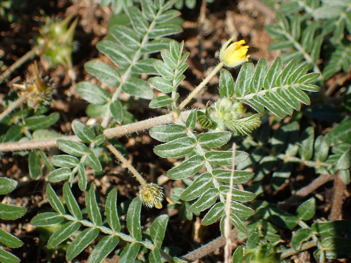 Tribulus terrestris (door Adrie van Heerden)