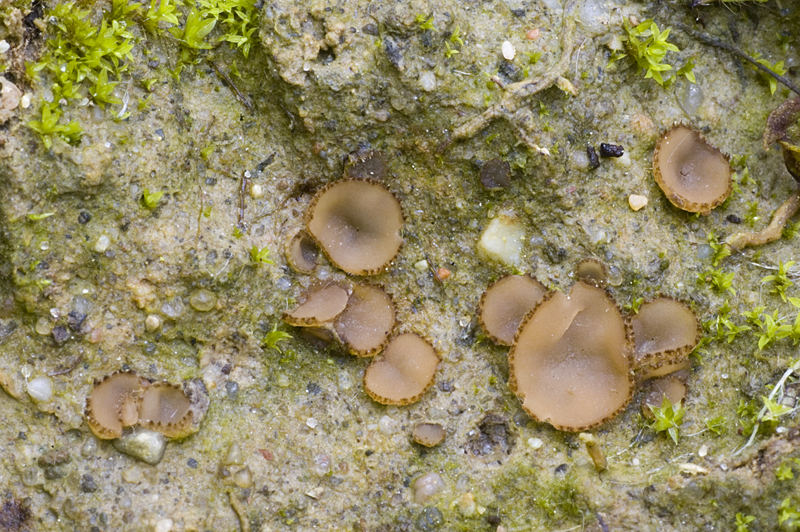 Tricharina ochroleuca (door Nico Dam)