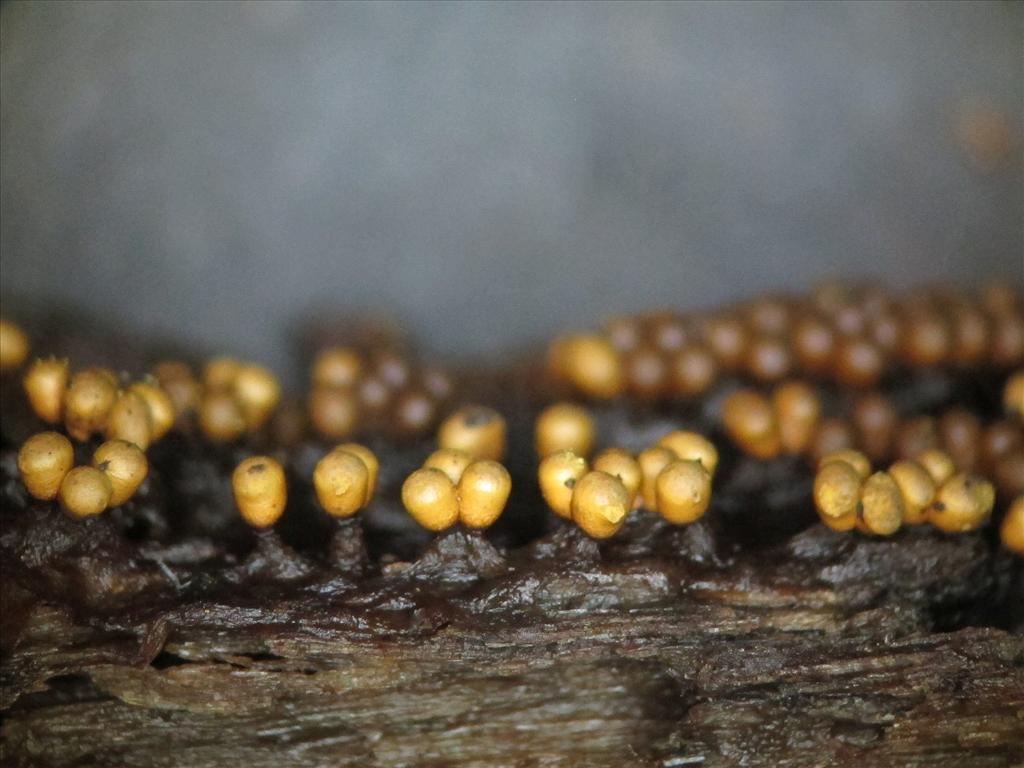 Trichia varia (door Marian Jagers)
