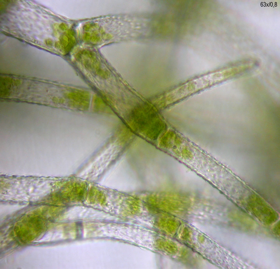 Trichocolea tomentella (door Norbert Stapper)