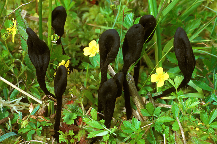 Trichoglossum hirsutum (door Henk Huijser)