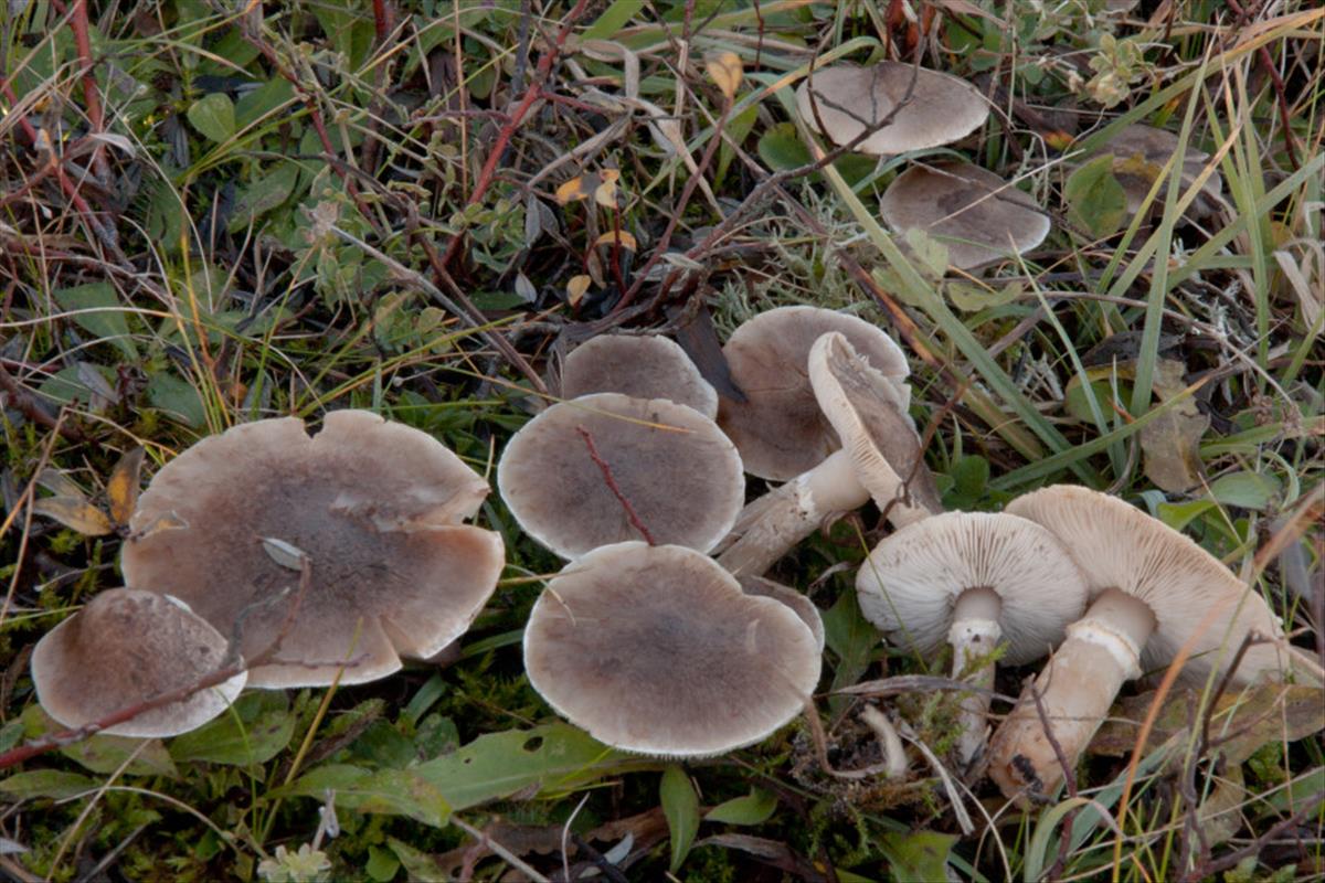 Tricholoma cingulatum (door Aldert Gutter)