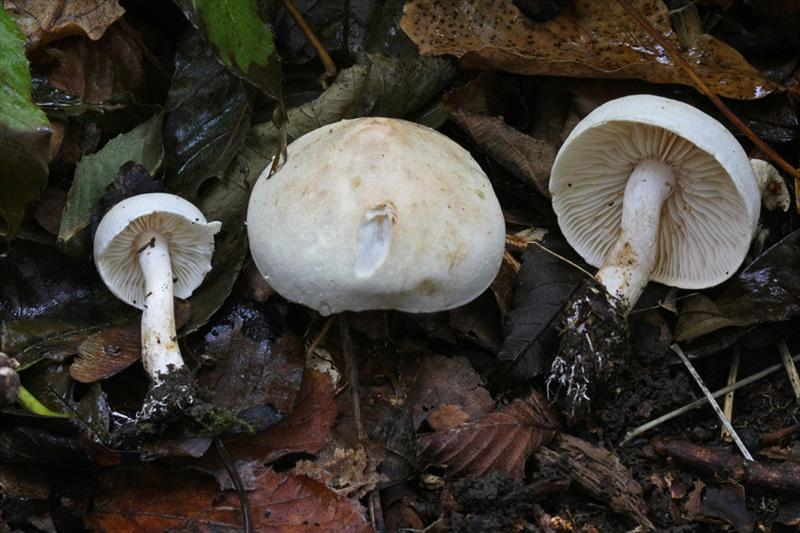 Tricholoma album (door Menno Boomsluiter)