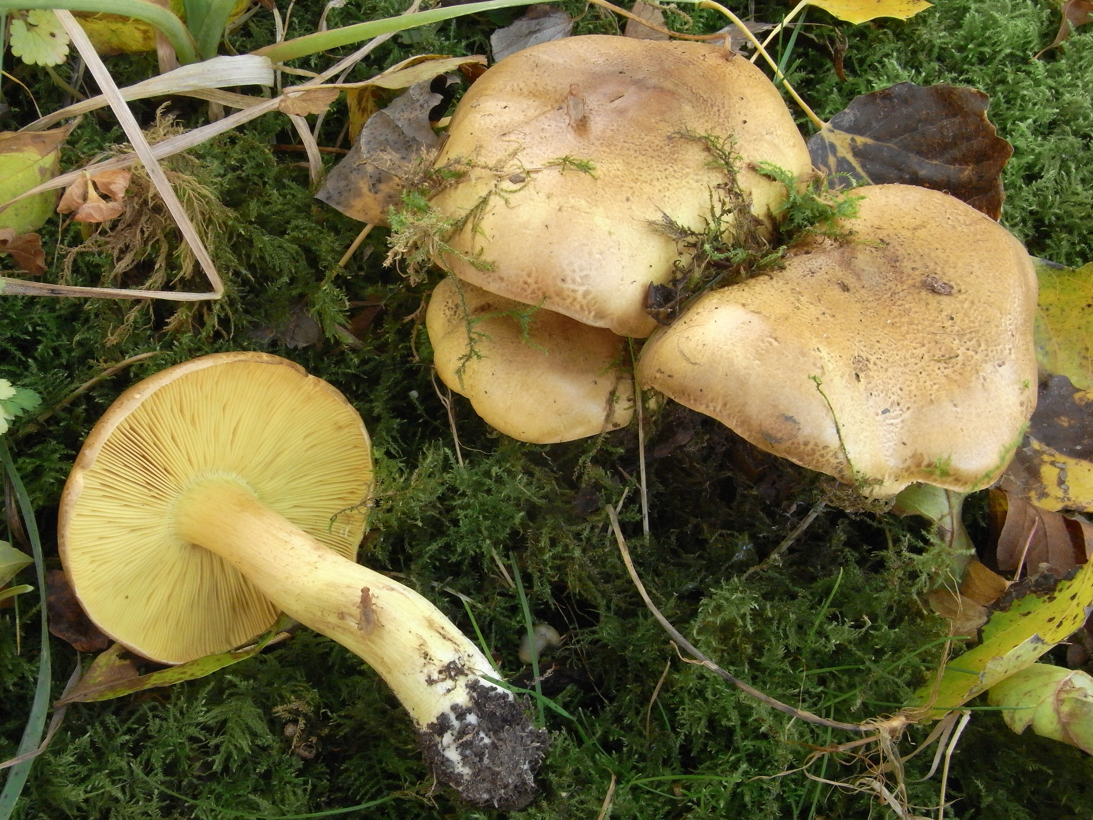 Tricholoma frondosae (door Roeland Enzlin)