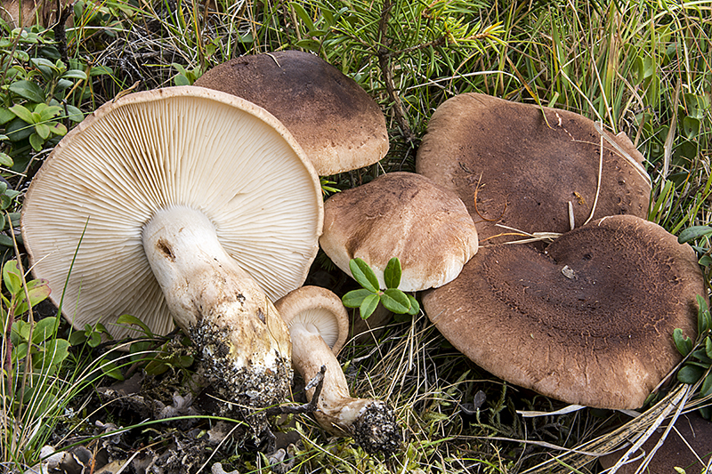 Tricholoma imbricatum (door Nico Dam)