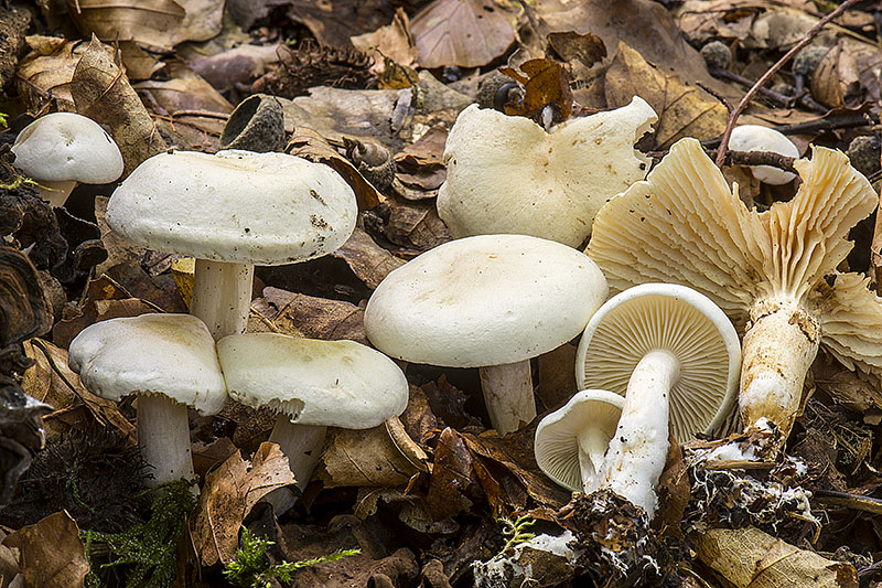 Tricholoma lascivum (door Nico Dam)