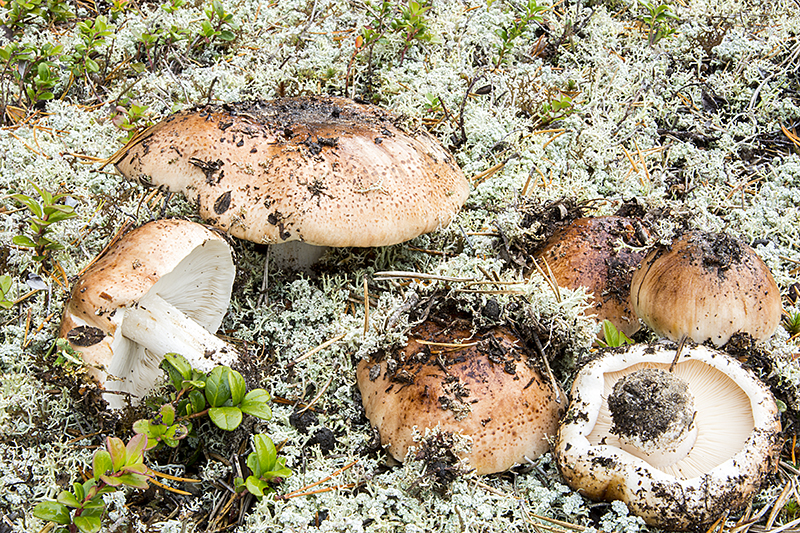 Tricholoma pessundatum (door Nico Dam)