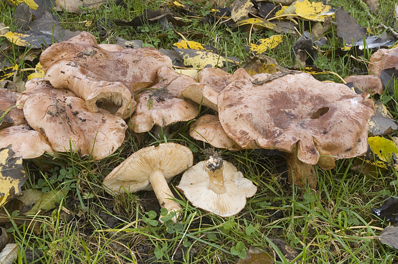 Tricholoma populinum (door Nico Dam)