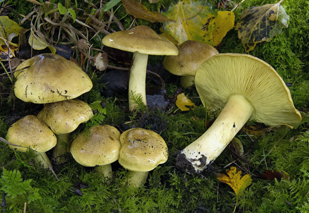 Tricholoma frondosae (door Menno Boomsluiter)