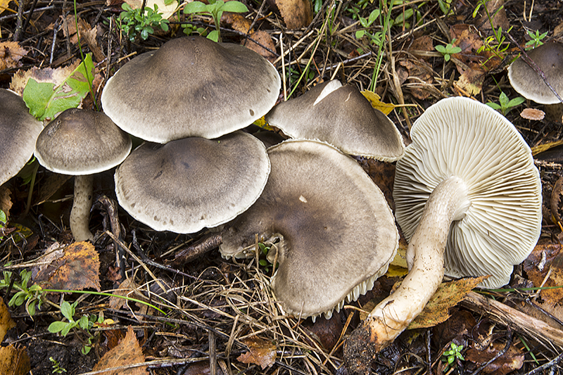 Tricholoma saponaceum (door Nico Dam)