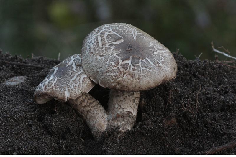 Tricholoma saponaceum var. squamosum (door Menno Boomsluiter)