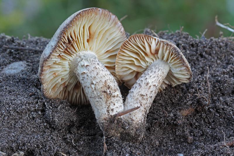 Tricholoma saponaceum var. squamosum (door Menno Boomsluiter)