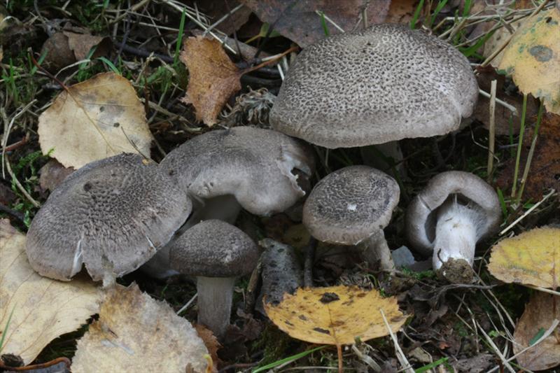 Tricholoma scalpturatum (door Menno Boomsluiter)