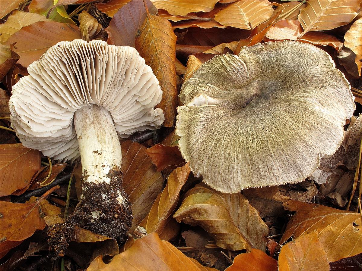 Tricholoma sciodes (door Laurens van Run)