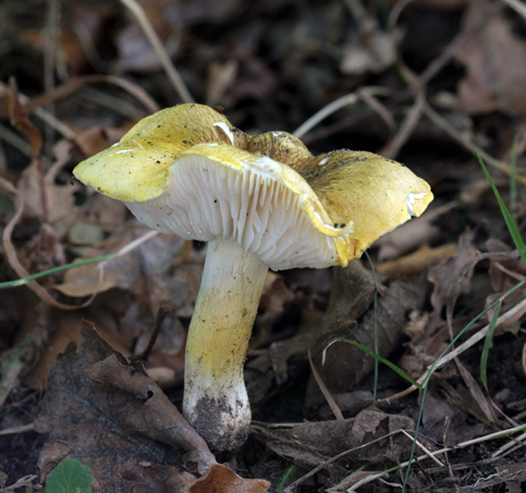 Tricholoma sejunctum (door Menno Boomsluiter)