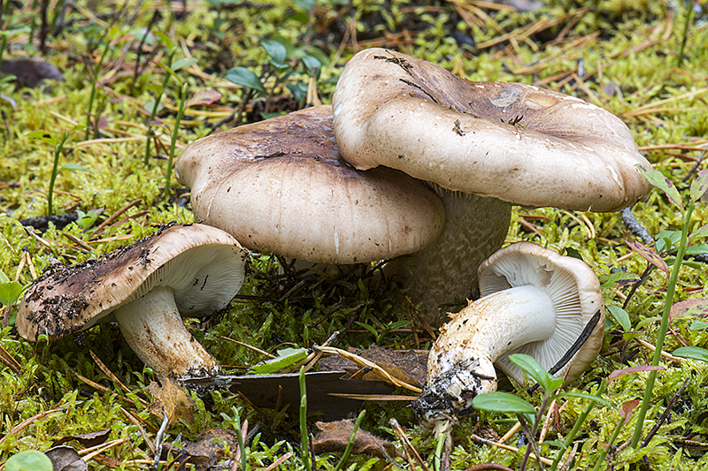 Tricholoma stans (door Nico Dam)