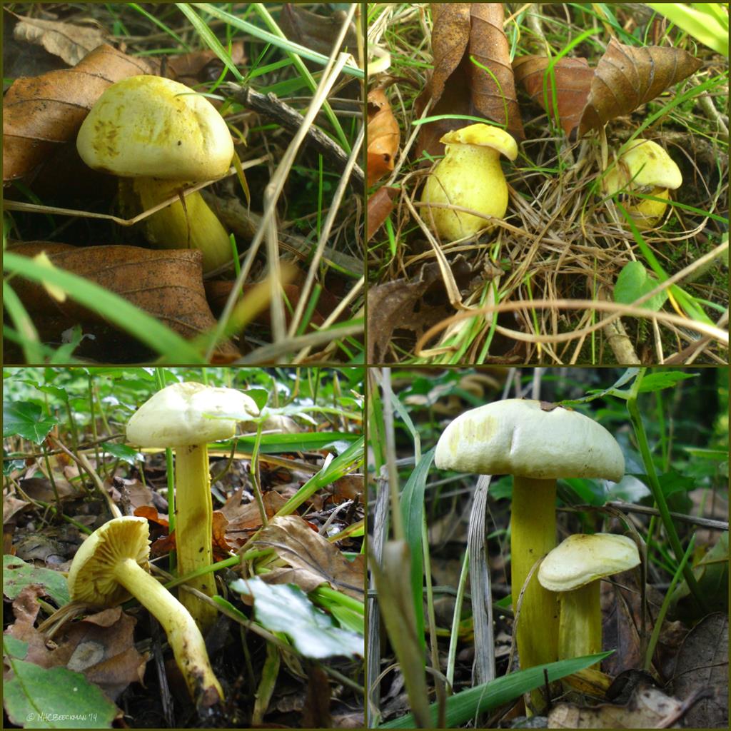 Tricholoma sulphureum var. sulphureum (door Michel Beeckman)