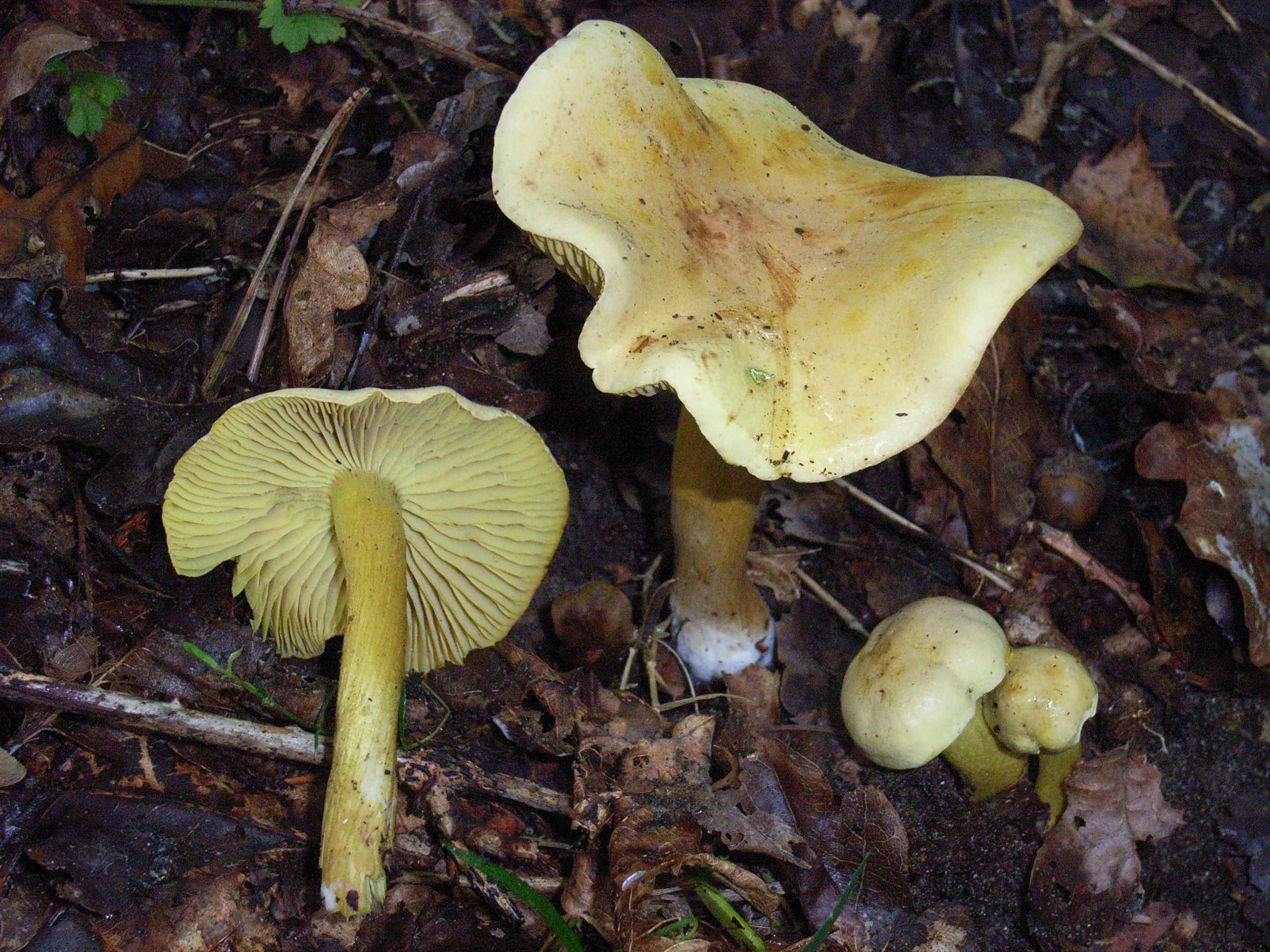 Tricholoma sulphureum var. sulphureum (door Roeland Enzlin)