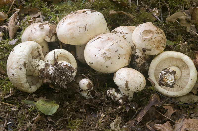 Tricholoma acerbum (door Nico Dam)