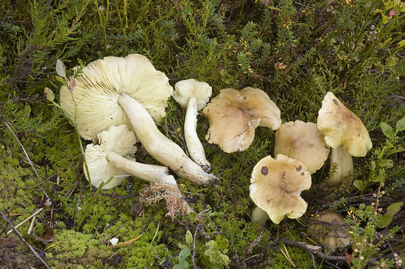 Tricholoma aestuans (door Nico Dam)