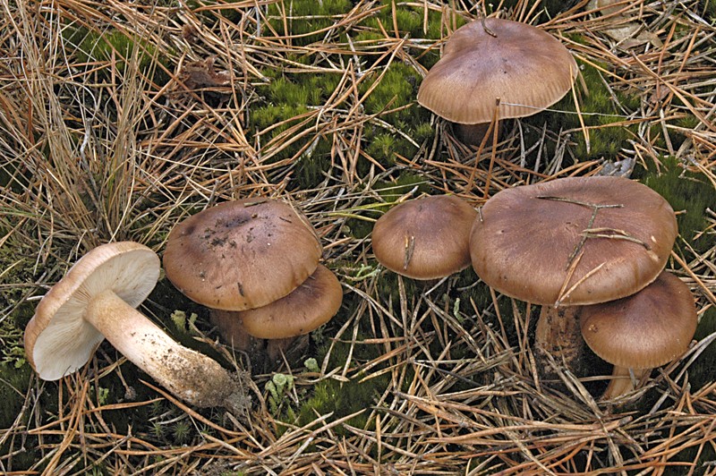 Tricholoma albobrunneum (door Nico Dam)