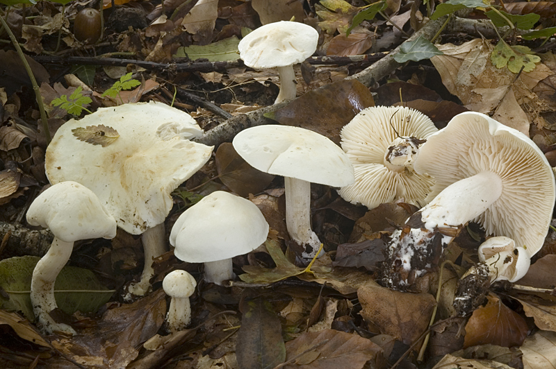 Tricholoma album (door Nico Dam)