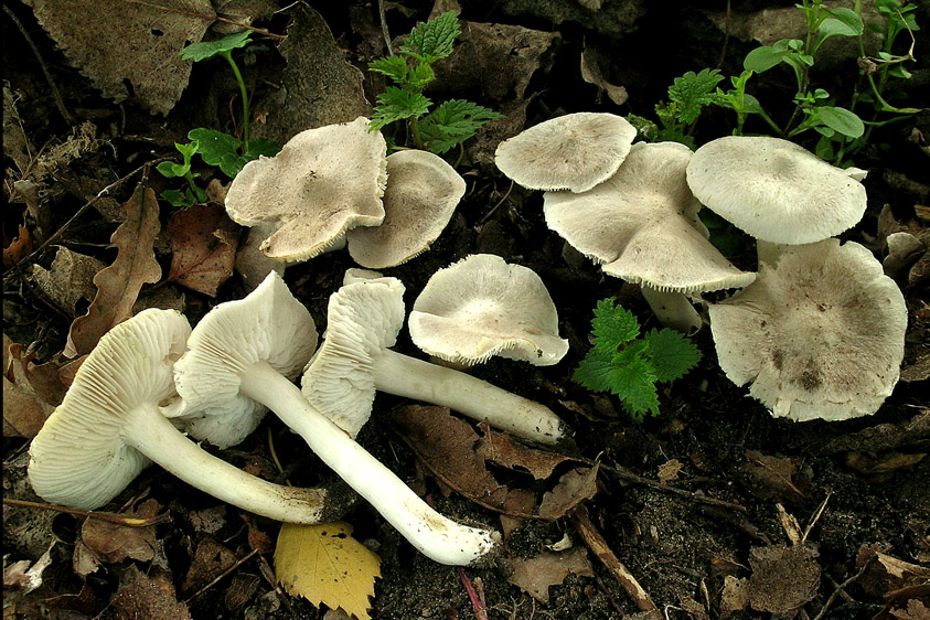 Tricholoma argyraceum (door Henk Huijser)