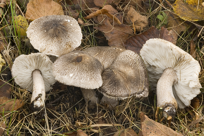 Tricholoma atrosquamosum sl, incl. squarrulosum (door Nico Dam)