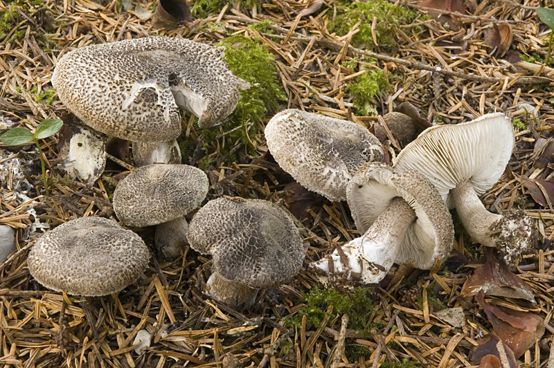 Tricholoma atrosquamosum sl, incl. squarrulosum (door Nico Dam)