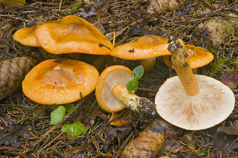 Tricholoma aurantium (door Nico Dam)
