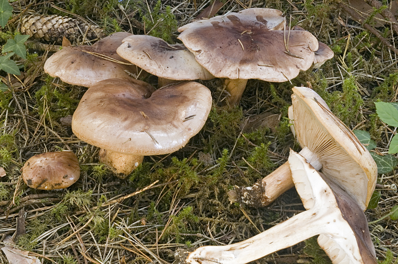 Tricholoma batschii (door Nico Dam)