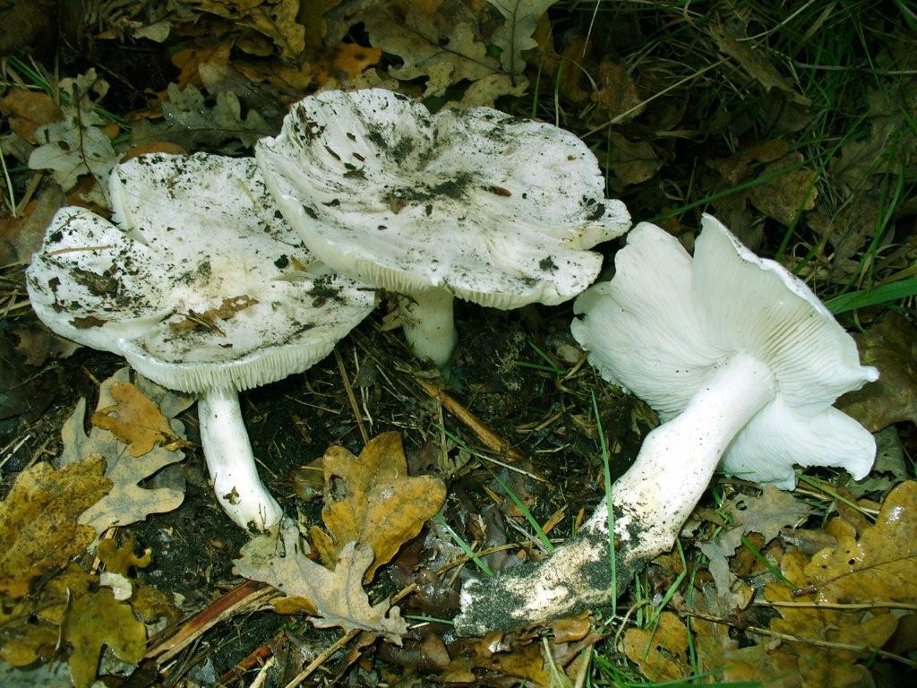 Tricholoma columbetta (door Jaap Wisman)