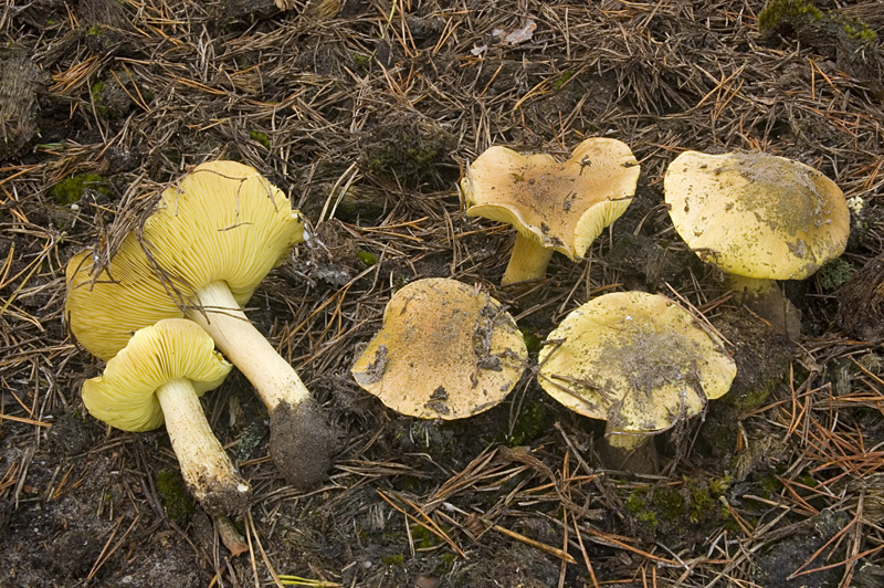 Tricholoma equestre (door Nico Dam)