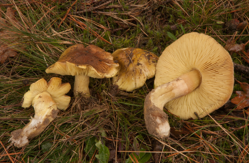 Tricholoma equestre (door Aldert Gutter)