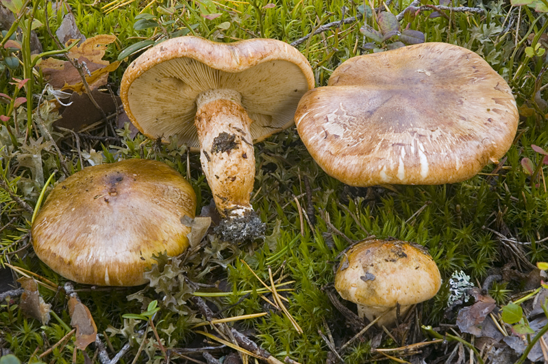 Tricholoma focale (door Nico Dam)