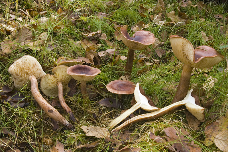 Tricholoma fulvum (door Nico Dam)