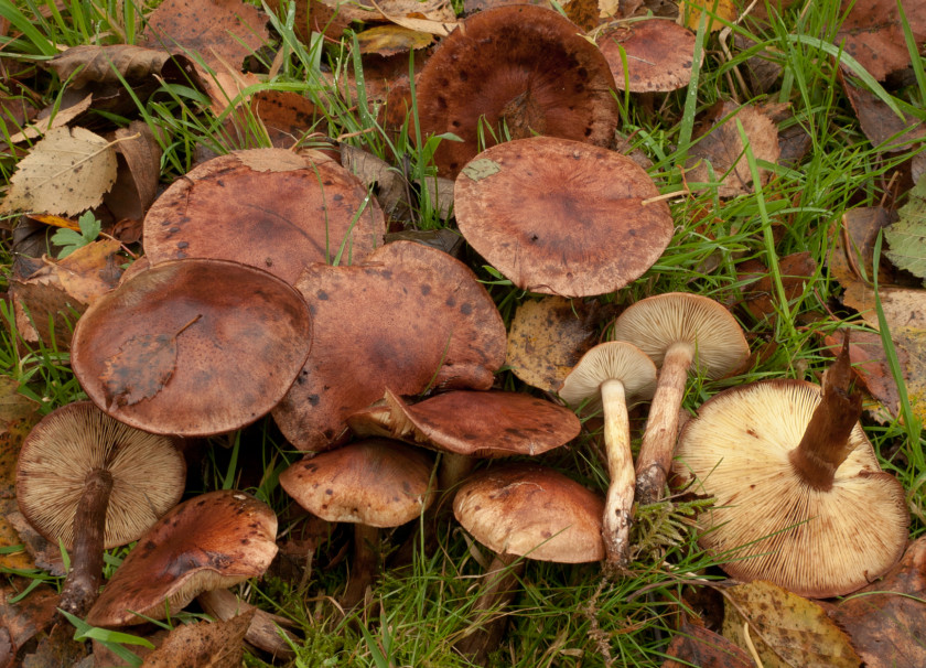 Tricholoma fulvum (door Aldert Gutter)