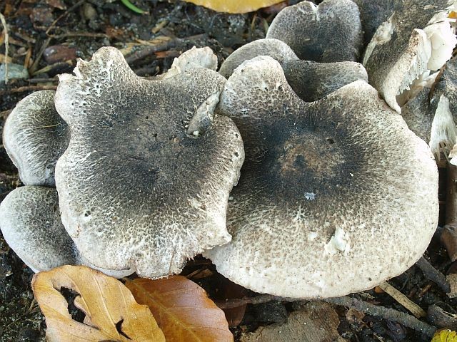 Tricholoma orirubens (door Wim Rubens)