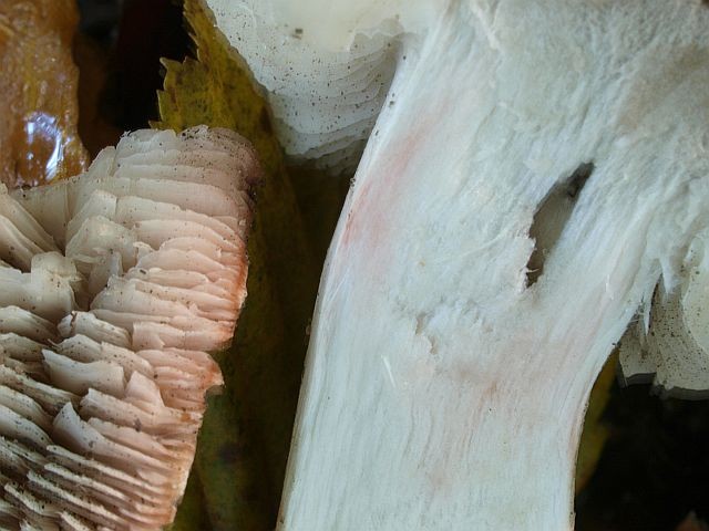 Tricholoma orirubens (door Wim Rubens)