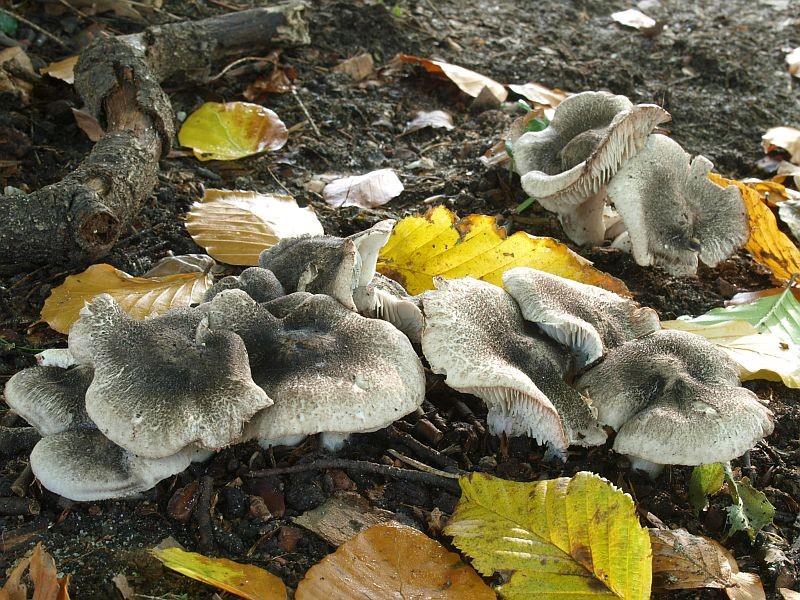 Tricholoma orirubens (door Wim Rubens)