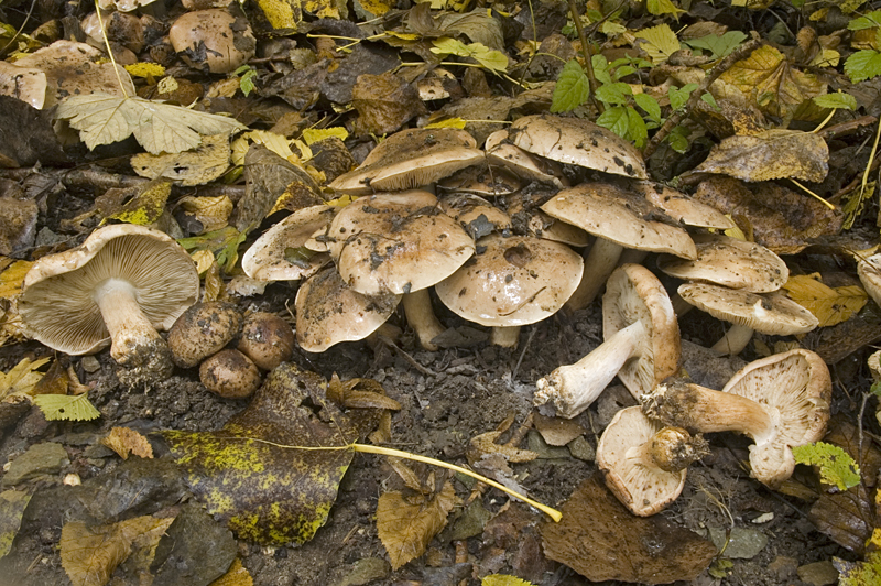 Tricholoma populinum (door Nico Dam)