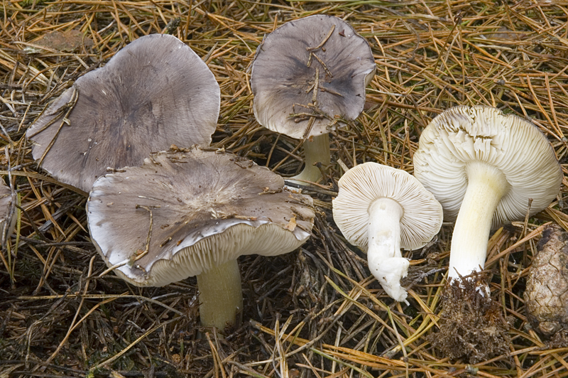 Tricholoma portentosum (door Nico Dam)