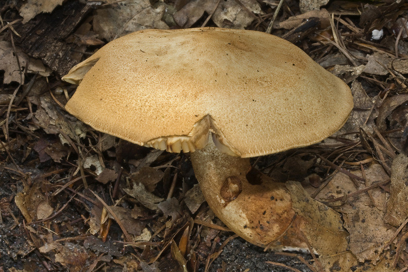 Tricholoma psammopus (door Gerben Winkel)