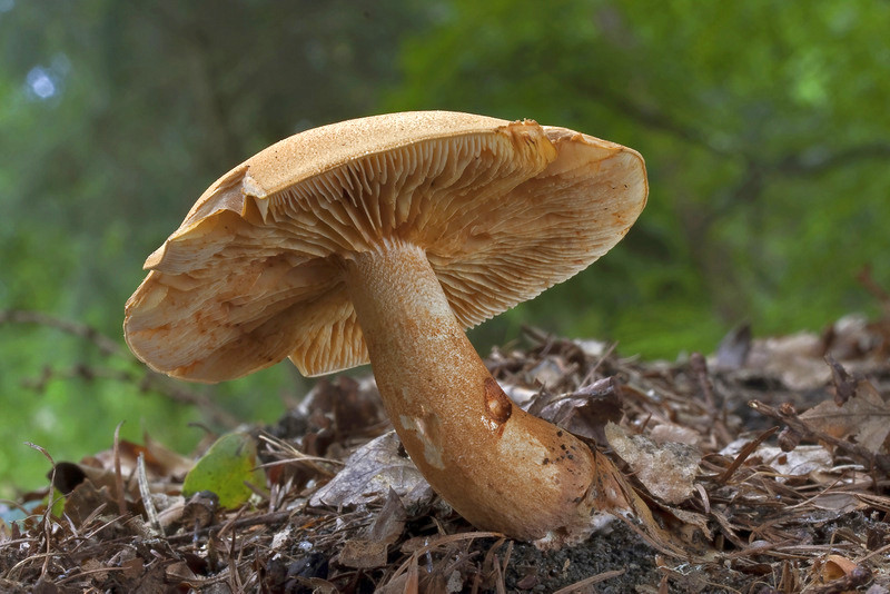 Tricholoma psammopus (door Gerben Winkel)