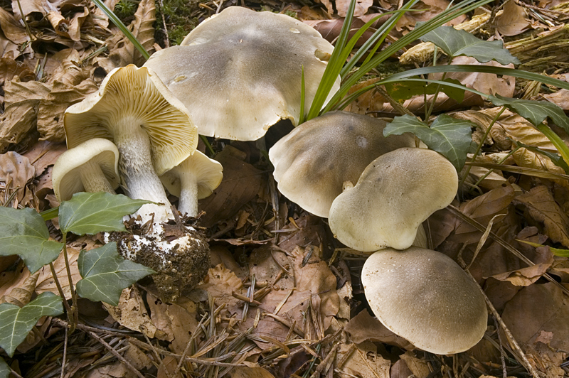 Tricholoma saponaceum (door Nico Dam)