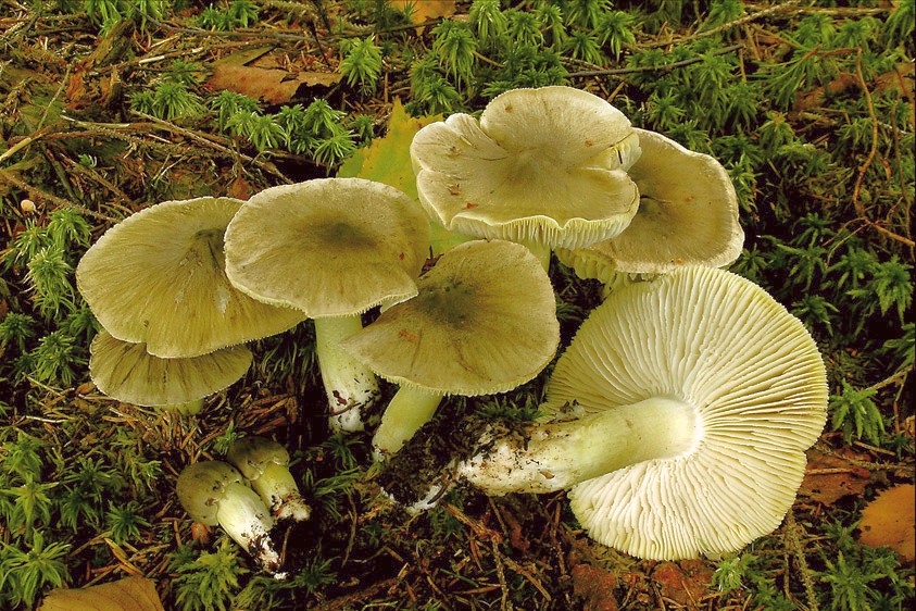 Tricholoma sejunctum (door Henk Huijser)