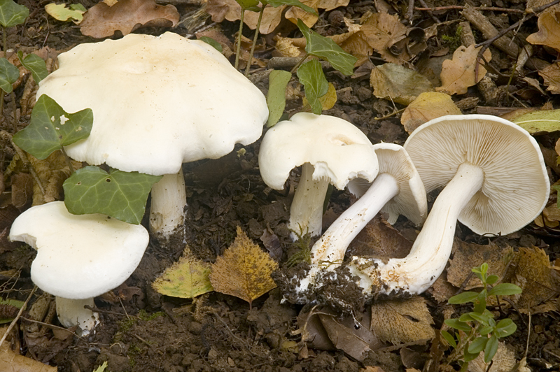 Tricholoma stiparophyllum (door Nico Dam)